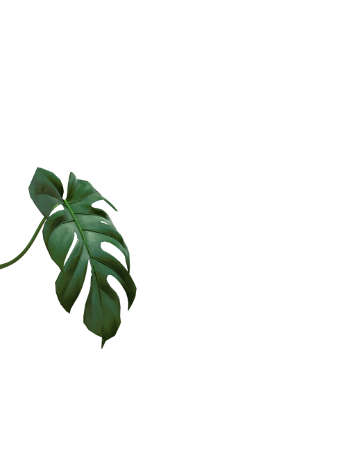 Monstera leaf