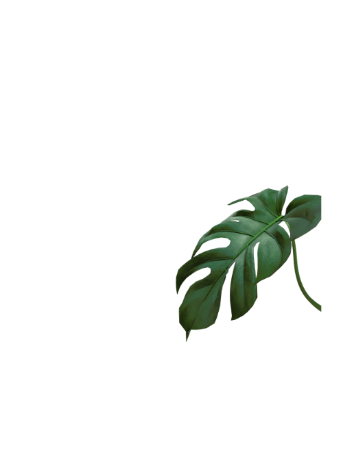 Monstera leaf