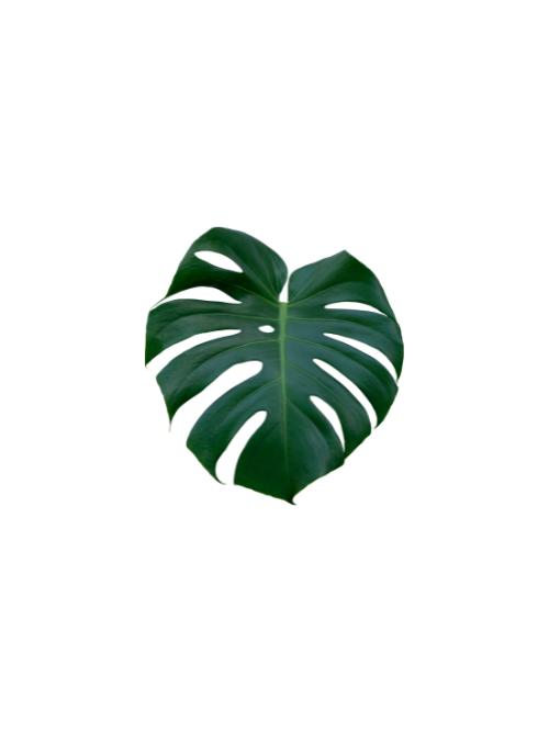Palm